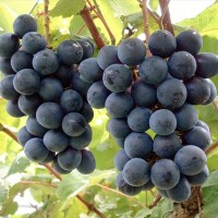 青岛巨峰葡萄的种植技术