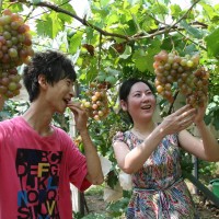 青岛毛公山郝家葡萄采摘园带你了解葡萄种植历史
