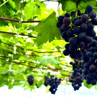 宫家村巨峰葡萄采摘节：葡萄产业发展