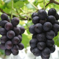 如何用营养袋培育巨峰葡萄