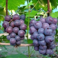 品丽珠（Cabernet Franc）葡萄品种介绍