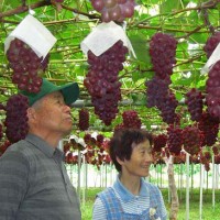 日本葡萄品种