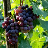 葡萄品种的起源